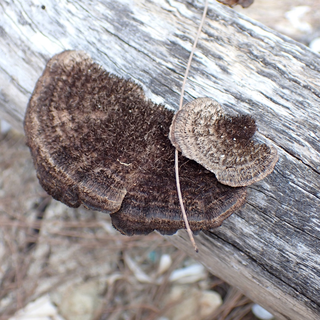 Hexagonia hydnoides · January 2026 · photo: © pburka (iNaturalist, cc-by-sa)