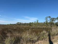 (c) Brandon Corder, some rights reserved (CC BY) Juncus roemerianus, photograph (c) Brandon Corder, some rights reserved (CC BY)