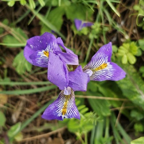Iris unguicularis