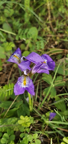 Iris unguicularis