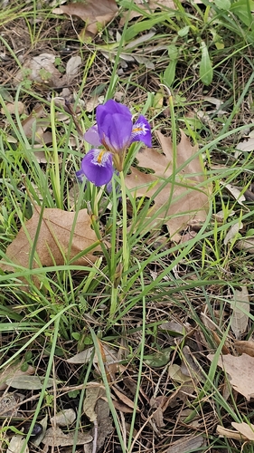 Iris unguicularis