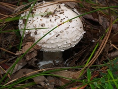 Amanita farinacea