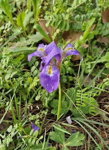 Iris unguicularis