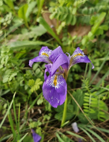 Iris unguicularis