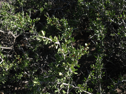 Schinus johnstonii, photograph 6