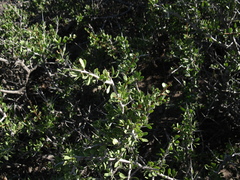 Schinus johnstonii, photograph (c) Felipe Horton, some rights reserved (CC BY)