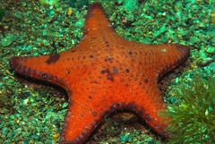 Anthaster valvulatus