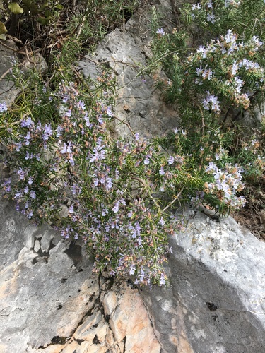 Salvia rosmarinus