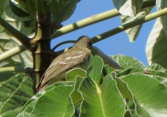 Large Elaenia (Elaenia spectabilis), photo 4