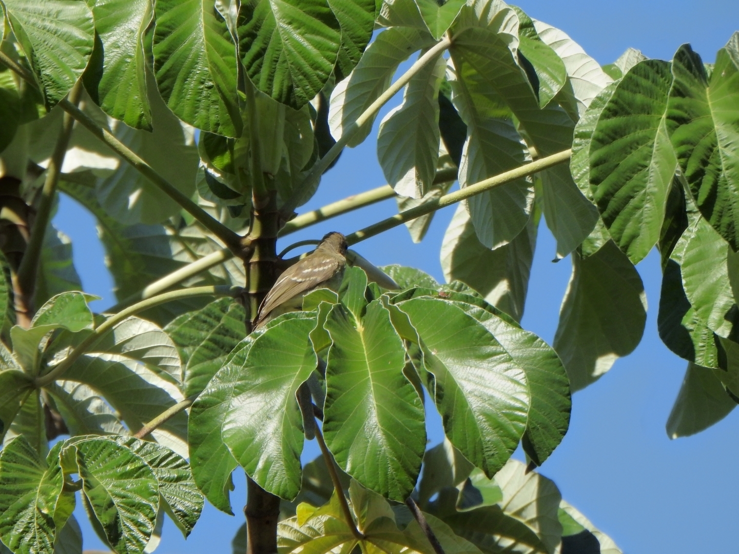 Large Elaenia (Elaenia spectabilis), photo 5