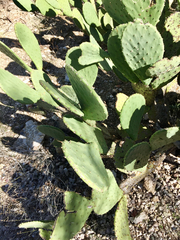 Opuntia laevis