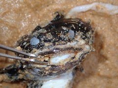 Batrachomoeus dubius