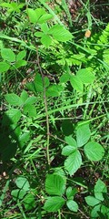 Rubus arrheniiformis