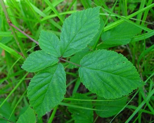 heath bramble (Rubus arrheniiformis)