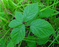 Rubus arrheniiformis