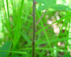 Rubus arrheniiformis