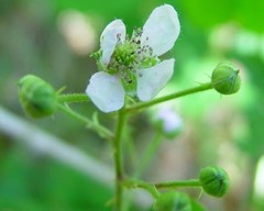 Rubus arrheniiformis