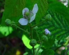 Rubus arrheniiformis