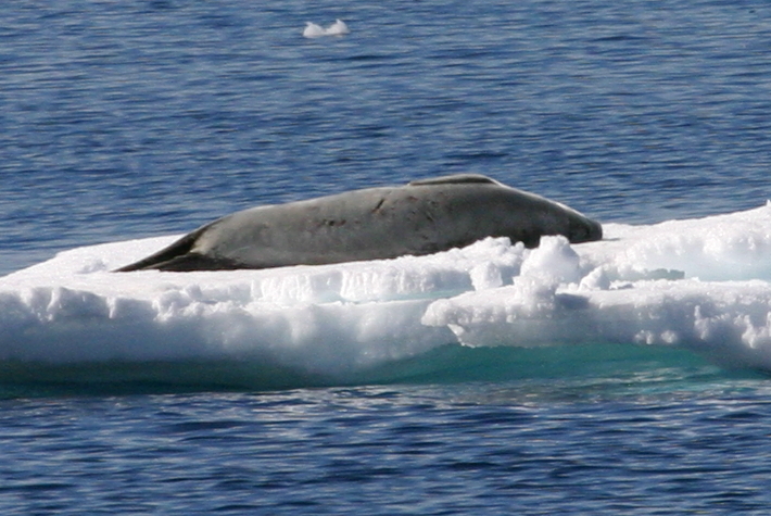Crabeater Seal (Lobodon carcinophaga)