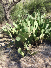 Opuntia laevis