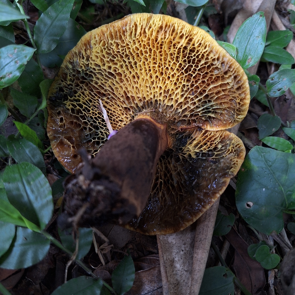 Boletinellus rompelii · January 2026 · photo: © deniszabin (iNaturalist, cc-by)