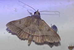 Hypospila dochmotoma