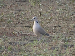 Streptopelia vinacea