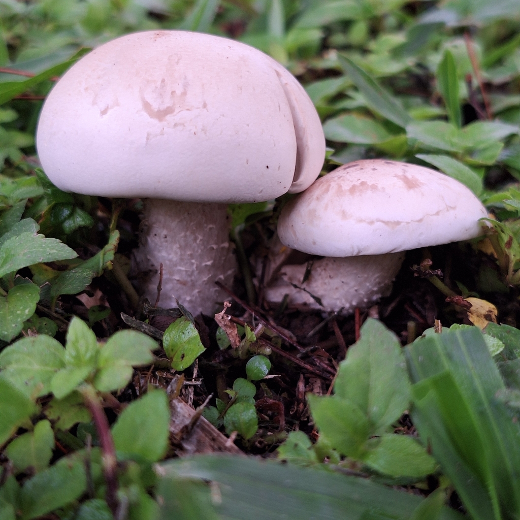 Macrocybe titans · January 2026 · photo: © deniszabin (iNaturalist, cc-by)