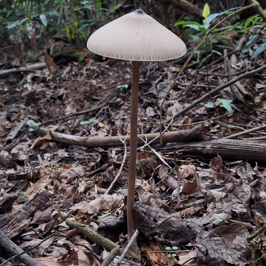 Macrolepiota capelariae · January 2026 · photo: © deniszabin (iNaturalist, cc-by)