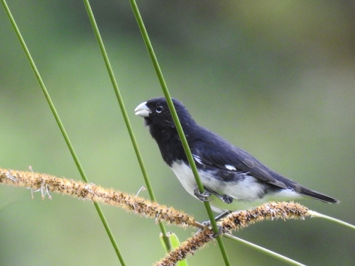 Black-and-white Seedeater (Sporophila luctuosa), photo 7