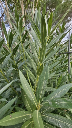Nerium oleander