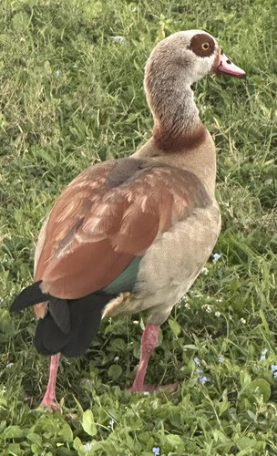 iNaturalist: (c) emmyseverson, some rights reserved (CC BY-NC) iNaturalist image