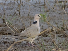 Streptopelia vinacea