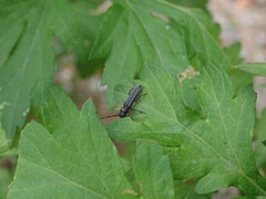 Phytoecia rufiventris