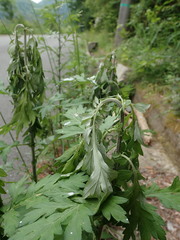 Phytoecia rufiventris