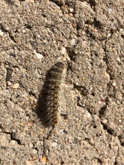 Thaumetopoea pityocampa