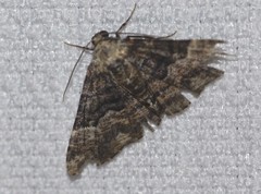 Aporoctena scierodes