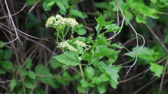 Microglossa mespilifolia