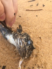 Batrachomoeus dubius