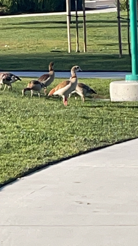 iNaturalist: (c) saachin, some rights reserved (CC BY-NC) iNaturalist image