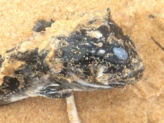 Batrachomoeus dubius