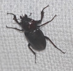 Cacostomus squamosus