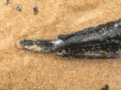 Batrachomoeus dubius