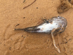 Batrachomoeus dubius