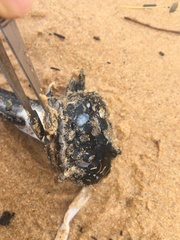 Batrachomoeus dubius