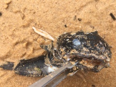 Batrachomoeus dubius