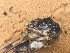 Batrachomoeus dubius