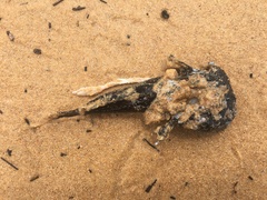 Batrachomoeus dubius