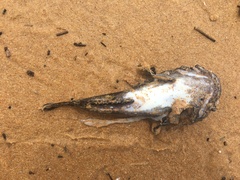Batrachomoeus dubius