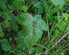 Rubus scissus
